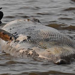 Un miembro de la Prefectura Naval Argentina practica snorkel junto a una ballena sei muerta en la costa del Río de la Plata, Buenos Aires. | Foto:LUIS ROBAYO / AFP)