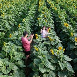Vista aérea tomada con un dron de visitantes tomando fotografías con girasoles, en el distrito de Ruyang, de Luoyang, en la provincia de Henan, en el centro de China. | Foto:Xinhua/Kang Hongjun