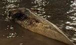 Sorpresa: apareció una ballena muerta en la costa porteña del Río de la Plata