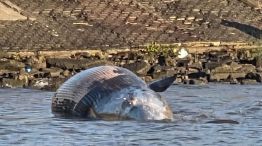 Ballena encallada en Costanera