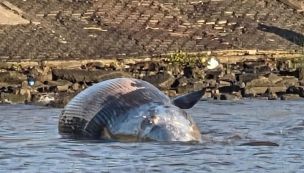 Ballena encallada en Costanera