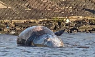 Ballena encallada en Costanera