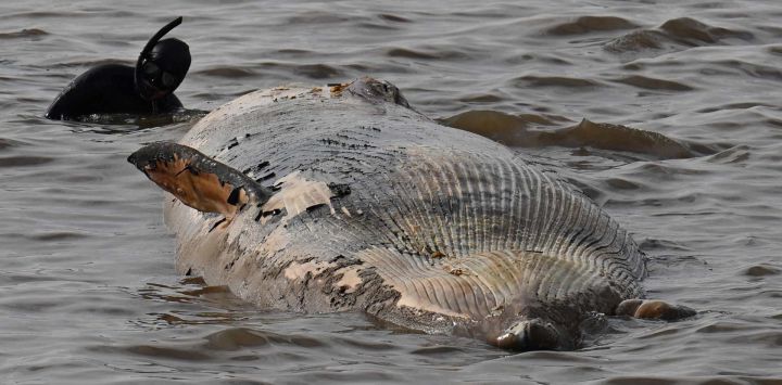 Un miembro de la Prefectura Naval Argentina practica snorkel junto a una ballena sei muerta en la costa del Río de la Plata, Buenos Aires.