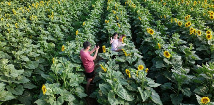 Vista aérea tomada con un dron de visitantes tomando fotografías con girasoles, en el distrito de Ruyang, de Luoyang, en la provincia de Henan, en el centro de China.