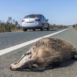 La App permitirá, por primera vez en San Juan, registrar y sistematizar datos sobre atropellamientos de animales silvestres.
