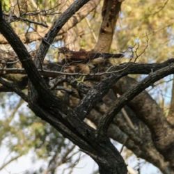 La liberación tuvo lugar en un área apta, con baja actividad humana y presencia de fauna silvestre compatible