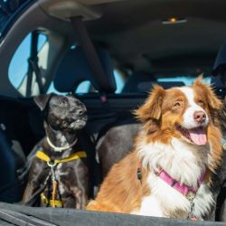 Existen normativas viales que reglamentan el traslado de las mascotas. | Foto:Cecaitra.