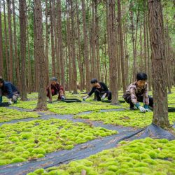 Imagen de residentes trabajando en una base de plantación de musgo, en el poblado de Maoyang, en la provincia de Zhejiang, en el este de China. | Foto:Xinhua