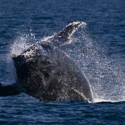 Una ballena jorobada es vista durante una expedición empresarial social de Nas Mares diseñada para brindar a los niños de la ONG Favela Radical su primera experiencia de avistamiento de ballenas en barco, frente a la costa de Río de Janeiro, Brasil. | Foto:PABLO PORCIUNCULA / AFP