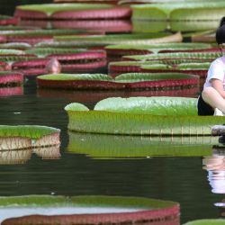 Una niña se sienta en una hoja de un lirio de agua gigante en el Jardín Botánico Tropical de Xishuangbanna de la Academia de Ciencias de China, en el distrito de Mengla, en la provincia de Yunnan, en el suroeste de China. | Foto:Xinhua/Li Yunsheng