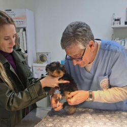 ¿Qué podemos decir de la Rabia Humana? | Foto:CEDOC