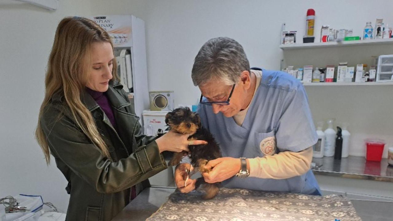 ¿Qué podemos decir de la Rabia Humana? | Foto:CEDOC