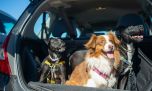 Llevar mascotas en el coche: qué indica la ley y cuáles son los errores más comunes