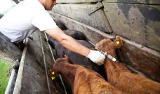 Barrera sanitaria