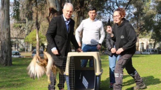 Liberan a 8 aves silvestres tras ser rehabilitadas en el Bioparque de La Plata