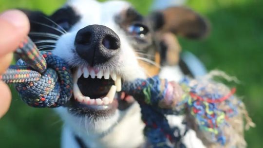 Mordeduras de perro: un relevamiento muestra un crecimiento de los casos 