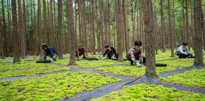 Imagen de residentes trabajando en una base de plantación de musgo, en el poblado de Maoyang, en la provincia de Zhejiang, en el este de China.
