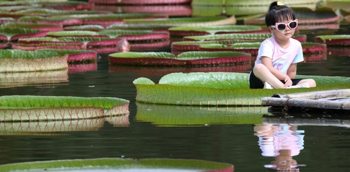 Una niña se sienta en una hoja de un lirio de agua gigante en el Jardín Botánico Tropical de Xishuangbanna de la Academia de Ciencias de China, en el distrito de Mengla, en la provincia de Yunnan, en el suroeste de China.