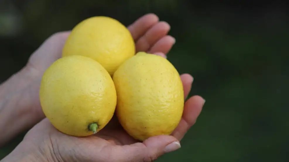 Limones