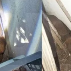 El yaguarundí sorprendió a un vecino de Villa Urquiza.