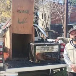 Fue rescatado por personal de la Dirección General de Prevención de Delitos Rurales – Brigada Paraná y por el guarda fauna Bruno García, de la Dirección General de Recursos Naturales.