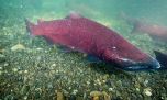 Salmón Chinook, una especie invasora que sustenta a la pesca artesanal