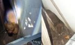 Mirá el extraño felino que apareció en una vivienda de Entre Ríos