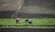 Productor agrícola