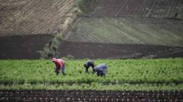 Productor agrícola