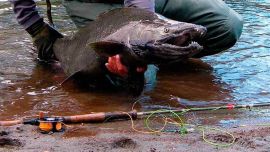 En toda Latinoamérica, muchas especies introducidas —plantas, animales y microorganismos— han logrado establecerse fuera de su hábitat natural, generando impactos graves e incluso irreversibles.