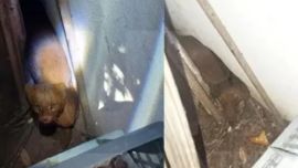 El yaguarundí sorprendió a un vecino de Villa Urquiza.