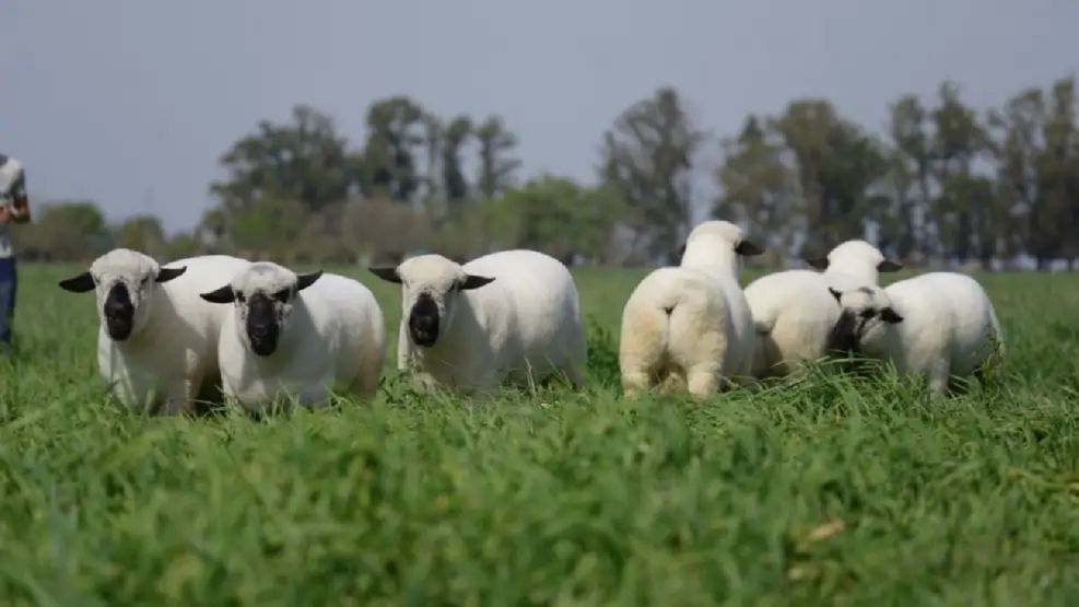 Hampshire Down brilla en Palermo: genética ovina argentina entre las mejores del mundo