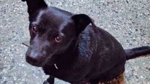 20_07_2025_perro_cedoc_g