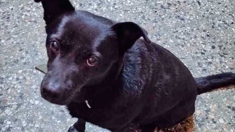 20_07_2025_perro_cedoc_g