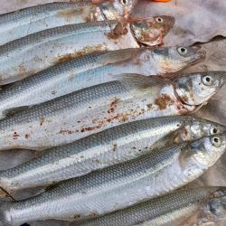 Aunque no fue una faena abundante, la calidad de los pejerreyes capturados conformó a más de un aficionado que pudo dar con ellos y que debieron estar atentos para dar con los piques, ya que se trata de una pesca con aparejos anclados y equipos sobredimensionados. 