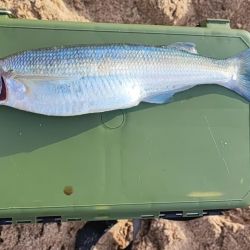 Aunque no fue una faena abundante, la calidad de los pejerreyes capturados conformó a más de un aficionado que pudo dar con ellos y que debieron estar atentos para dar con los piques, ya que se trata de una pesca con aparejos anclados y equipos sobredimensionados. 