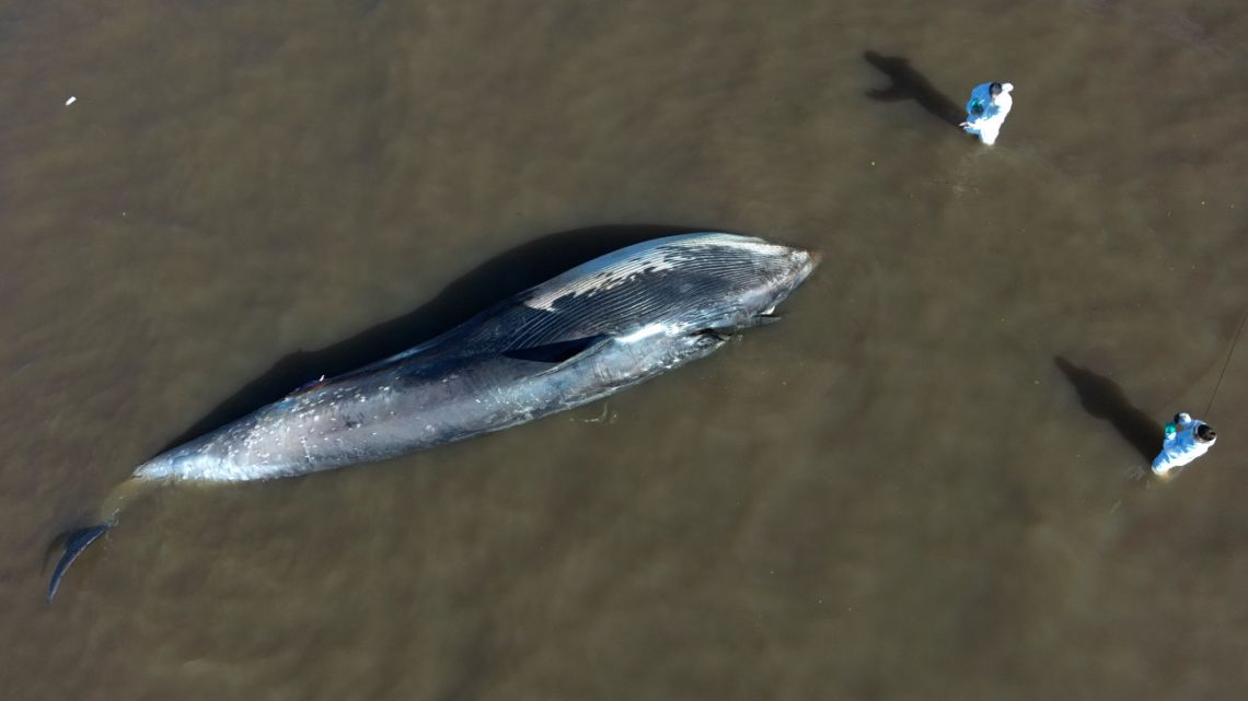 Another dead whale off the coast of Argentina.