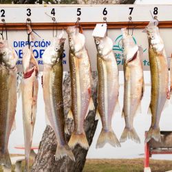 107 embarcaciones se dieron cita a la hora de la largada, y con distintas técnicas todos eligieron lugares distintos de la laguna con la premisa de dar con los mejores portes.