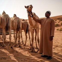 Un hombre cuida un rebaño de camellos en Al Ain, en el emirato del Golfo de Abu Dabi. | Foto:FADEL SENNA / AFP