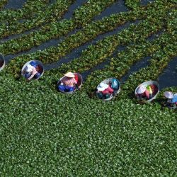 Vista aérea tomada con un dron de aldeanos recolectando castañas de agua, en Huaian, en la provincia de Jiangsu, en el este de China. | Foto:Xinhua/Yin Chao