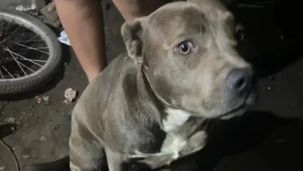 La Plata: hablaron los dueños de los perros que habrían atacado al bebé 20250722