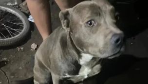 La Plata: hablaron los dueños de los perros que habrían atacado al bebé 20250722