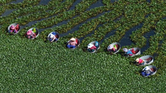 Fotogaleria Vista aérea tomada con un dron de aldeanos recolectando castañas de agua, en Huaian, en la provincia de Jiangsu, en el este de China