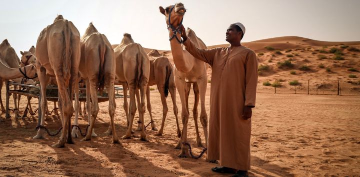 Un hombre cuida un rebaño de camellos en Al Ain, en el emirato del Golfo de Abu Dabi.