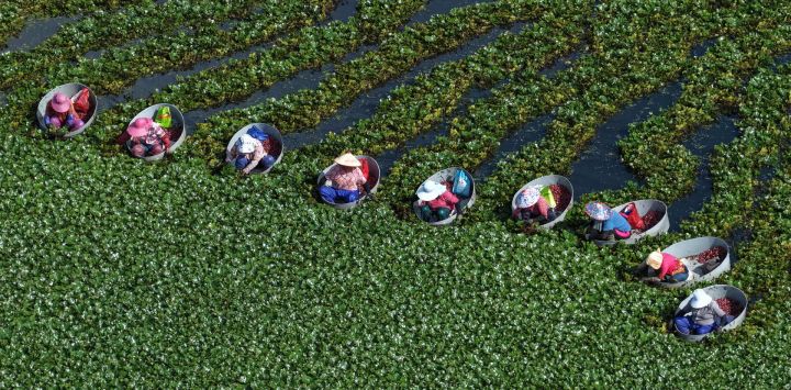 Vista aérea tomada con un dron de aldeanos recolectando castañas de agua, en Huaian, en la provincia de Jiangsu, en el este de China.