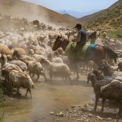 Un pastor conduce su rebaño a pastar en las montañas de la provincia de Hakkari, en el sureste de Turquía. | Foto:Yasin Akgul / AFP
