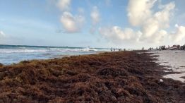 Playas de México y el Caribe invadidos por sargazo: ¿peligra el turismo?