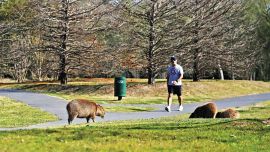 Carpinchos en Nordelta