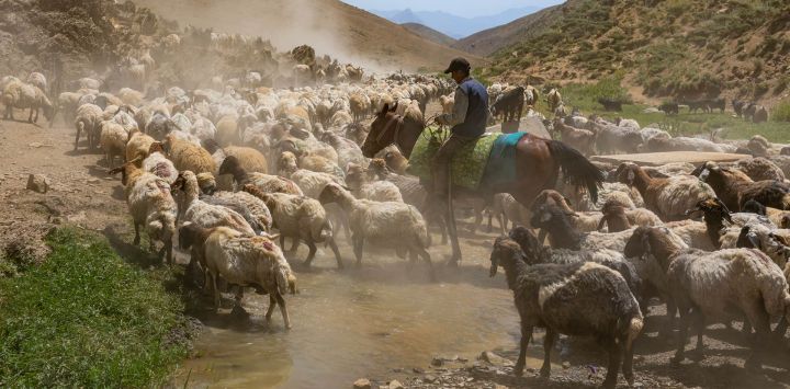 Un pastor conduce su rebaño a pastar en las montañas de la provincia de Hakkari, en el sureste de Turquía.