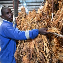 Imagen de un trabajador clasificando hojas de tabaco recién cosechadas en una granja, en la provincia de Mashonaland Este, Zimbabue. Según la Junta de la Industria y Comercialización del Tabaco de Zimbabue, el sector está registrando ventas récord este año, con los agricultores entregando ya al mercado más de 340 millones de kilogramos de la hoja dorada, un aumento significativo respecto a los 240 millones de kilogramos del año pasado. | Foto:Xinhua/Xu Zheng